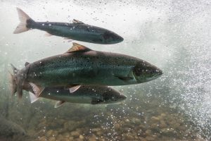 Three salmon swimming underwater
